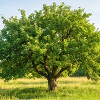 Un pommier mature — Ancrage