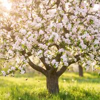 Un pommier en fleurs — traversée & éclosion