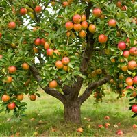 Un pommier chargé de fruits — pérennisation